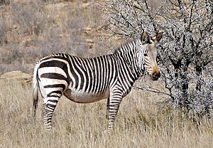 Zebras: Name, Merkmale, Verbreitung und Lebensweise