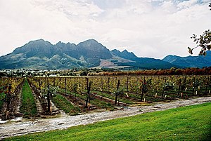 Cape winelands - panoramio - Amanda Gillespie.jpg