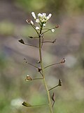 Thumbnail for File:Capsella bursa-pastoris kz04.jpg