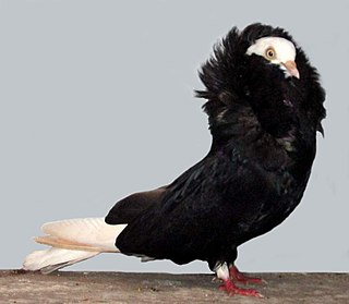 <span class="mw-page-title-main">Old Dutch Capuchine</span> Breed of pigeon