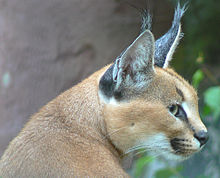 Tête d'un caracal de profil.