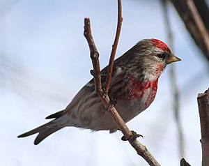 Carduelis flammea Oulu 20120409b.JPG