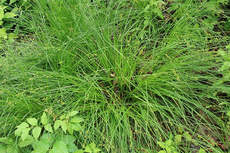 File:Carex-polyphylla-habitus.jpg