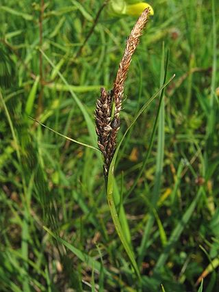 <i>Carex panicea</i> Species of grass-like plant