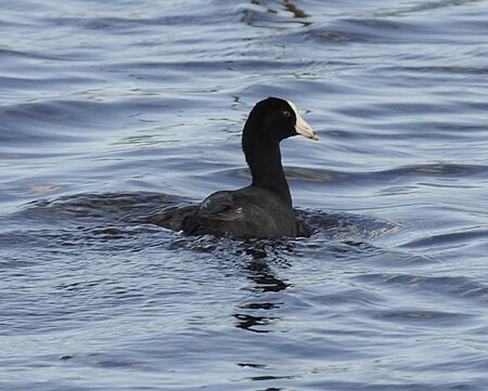 Caribbean coot.jpg