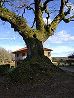 Árbores Senlleiras De Galicia: Catálogo de árbores senlleiras, Críticas, Listaxes