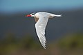 Caspian Tern, Lake Wollumboola, New South Wales, Australia