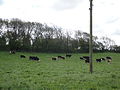 Cattle grazing in fields off Chale Green Road, Chale Green, Isle of Wight in May 2012.