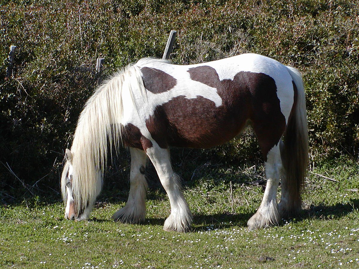 These horses. Лошадь простая. Лошадь породы аргентинский Криолло. Лёгкие лошади. Лёгкие лошади фото размер.