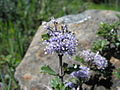 Miniatyrbild för versionen från den 3 maj 2013 kl. 20.38