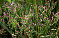 Centaurium muehlenbergii plants