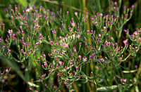 Centaurium muehlenbergii