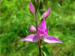 Cephalanthera rubra Luxemburg 05.jpg