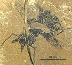Cephalopone grandis holotype SMFMEI5361.jpg