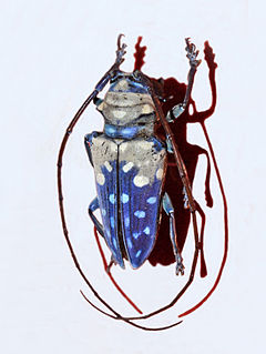 <i>Sternotomis variabilis</i> species of beetle