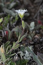   Cerastium arvense