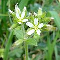 Cerastium glomeratum