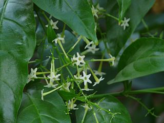 <i>Cestrum nocturnum</i> Species of flowering plant