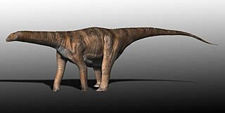 Cetiosauridae Extinct family of dinosaurs