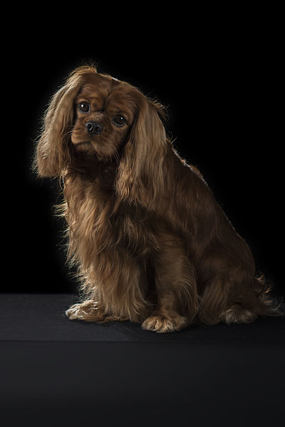 File:Champion Ruby Cavalier King Charles Spaniel - correct uniform colour.jpg