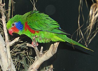 <i>Charmosyna</i> genus of parrot