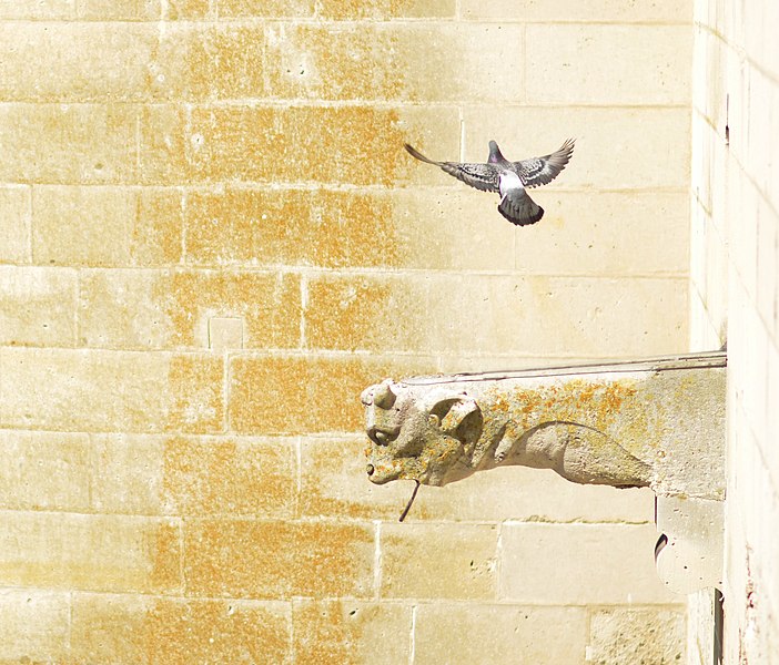 File:Chateau de Pierrefonds.Gargouille.et.pigeon.1.jpg