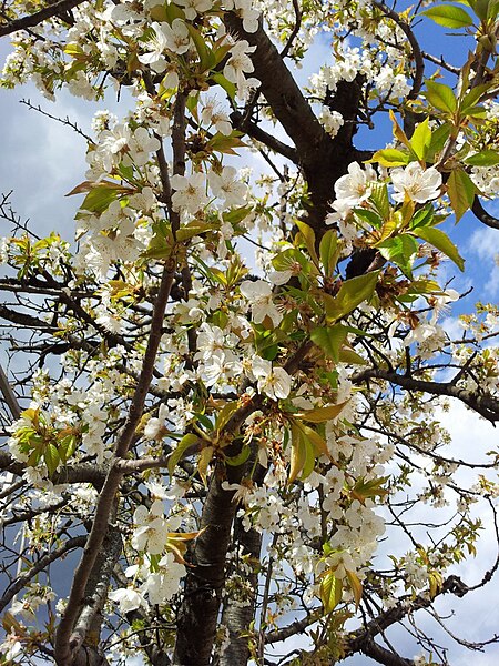 File:Cherry Blossom in Mostar.jpg