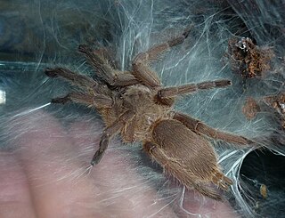 <i>Chilobrachys huahini</i> Species of tarantula spider