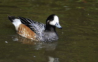 1826 in birding and ornithology