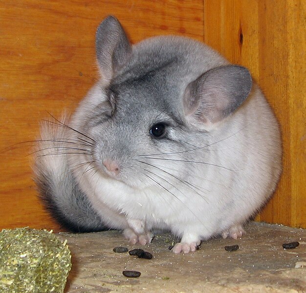 File:Chinchilla-Soelvmarmorert.jpg