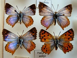 <i>Chrysoritis azurius</i> Species of butterfly