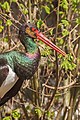 * Nomination A Black Stork, Ciconia nigra, Zoo Heidelberg --Llez 15:18, 21 April 2017 (UTC) * Promotion  Support Good quality.--Famberhorst 15:37, 21 April 2017 (UTC)