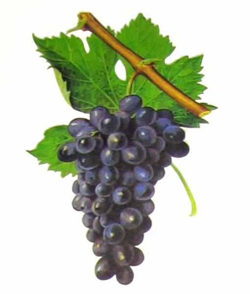 Despite sharing several synonyms, such as Samsó in Catalonia, Carignan and Cinsault (pictured) are genetically distinct.