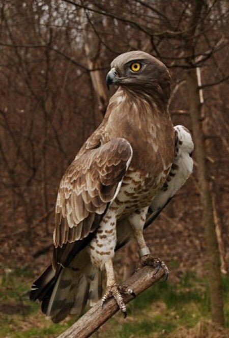 Circaetus gallicus in Szeged.jpg