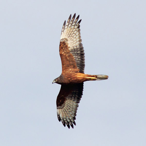 File:Circus approximans -Coolart Wetlands, Mornington Peninsula, Australia -flying.jpg