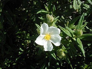 Cistus monspeliensis (Puntagorda) 01.jpg