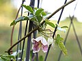 Miniatura per Clematis cirrhosa