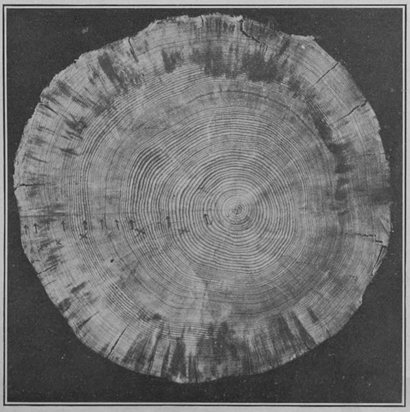 File:Climatic Cycles and Tree-Growth Plate 4B.jpg