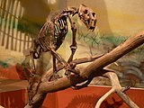 Fossilized skeleton of the Pleistocene-Holocene saber-tooth cat Smilodon mounted in a climbing posture Climbing Smilodon.jpg