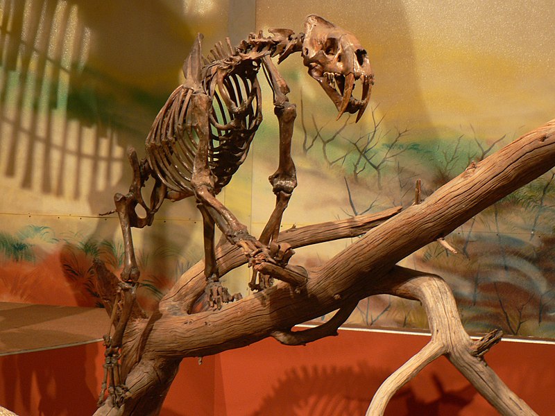 File:Climbing Smilodon.jpg