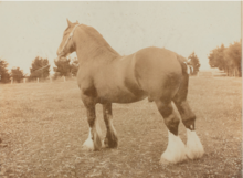 Stallion, New Zealand (1900s) Clydesdale Tam O'Shanter2 OT.2007.23.png