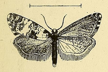 Tập_tin:Cochylis_salebrana.jpg