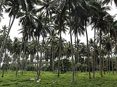Coconut forest at Villa Escudero
