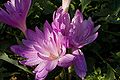 * Nomination Colchicum autumnale with morning's dew --Twdragon 19:06, 13 October 2008 (UTC) * Decline Wrong id, poor lighting and crop. Lycaon 05:53, 15 October 2008 (UTC)