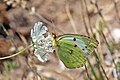 * Nomination Clouded yellow (Colias croceus) female form helice, Macedonia --Charlesjsharp 11:50, 17 August 2017 (UTC) * Promotion Good quality. --Vengolis 12:55, 17 August 2017 (UTC)