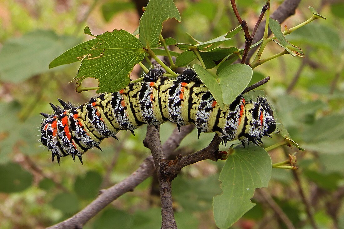 File:Colophospermum mopane 50D 0486.jpg