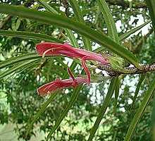 Columnea linearis (9641984184).jpg