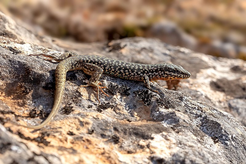 File:Common Wall Lizard (31331348378).jpg