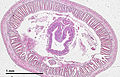 Common earthworm (26 2 18) Cross-section.jpg