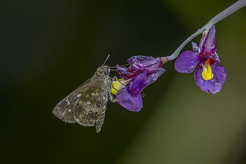 Common missile (Meza meza) on wild orchid in GHana